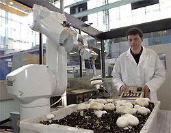 Mushroom picking machine