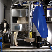 Dairy farmers have begun to milk a good thing: automation