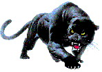 panther